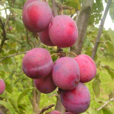 Слива ЭДИНБУРГСКАЯ в Речице
