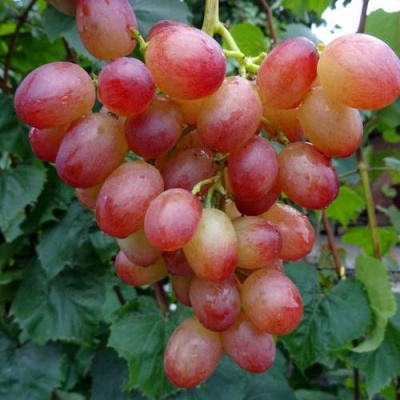 Виноград ЛИВИЯ в Речице