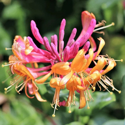 Жимолость ГЕКРОТА в Речице