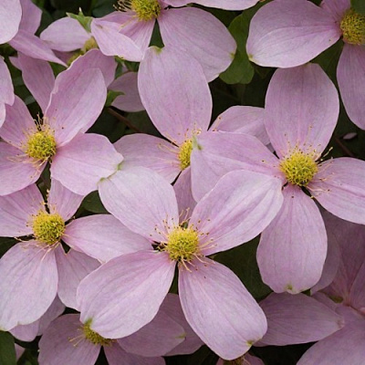 Клематис ГОРНЫЙ в Речице