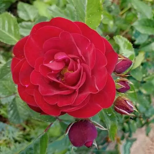 Роза флорибунда КОРДУЛА в Речице