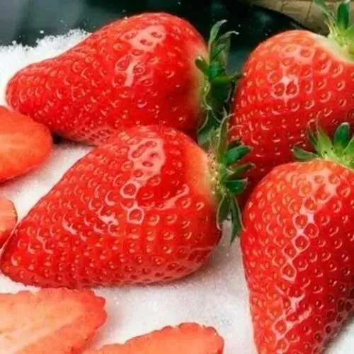 Клубника АЛЬБА в Речице