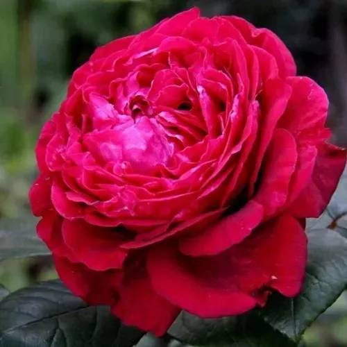 Роза 4 ВЕТРОВ флорибунда  в Речице