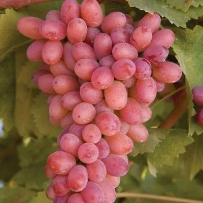 Розовый виноград в Речице