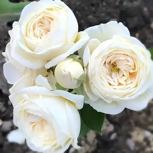 Роза АРТЕМИС шраб в Речице