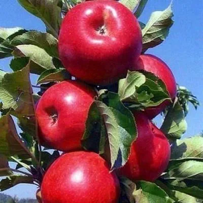 Колонновидные яблони в Речице