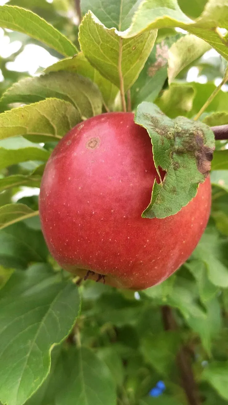 МАРГОРИТА МАРГОРИТА