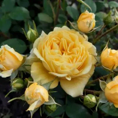 Роза флорибунда в Речице